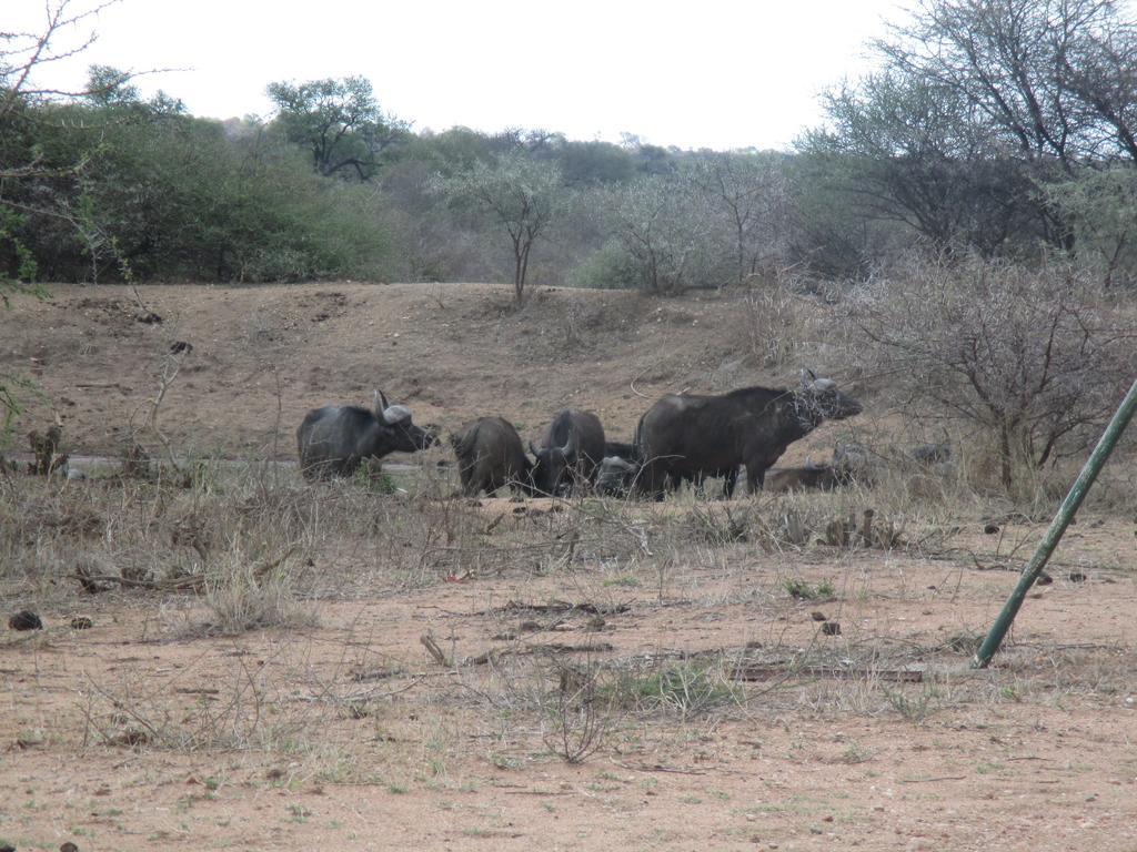 Tshukudu Game Lodge - Ходспруит Екстериор снимка