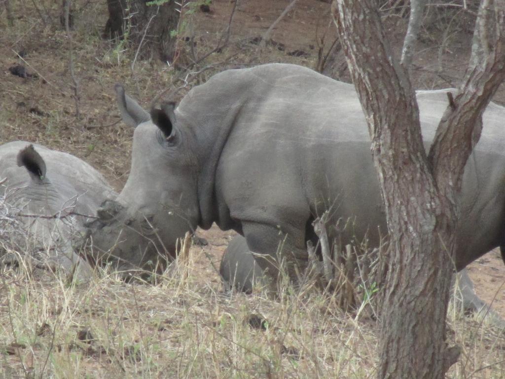 Tshukudu Game Lodge - Ходспруит Екстериор снимка