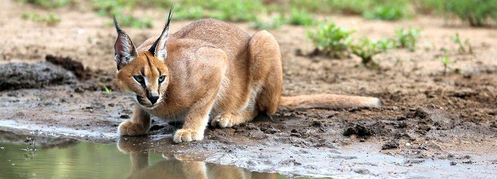 Tshukudu Game Lodge - Ходспруит Екстериор снимка