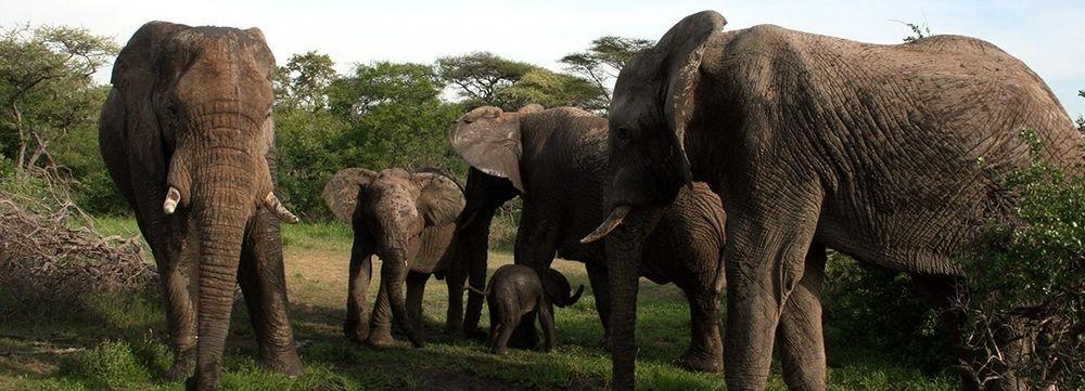 Tshukudu Game Lodge - Ходспруит Екстериор снимка