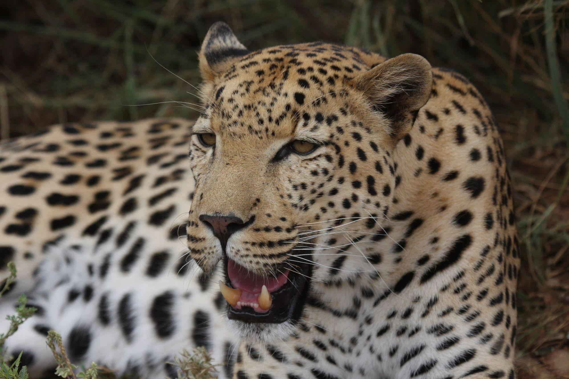 Tshukudu Game Lodge - Ходспруит Екстериор снимка