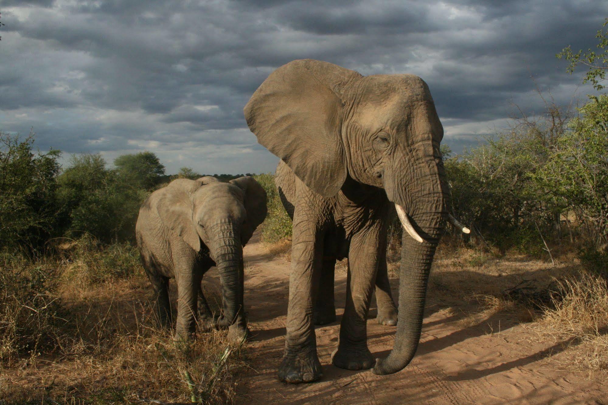 Tshukudu Game Lodge - Ходспруит Екстериор снимка
