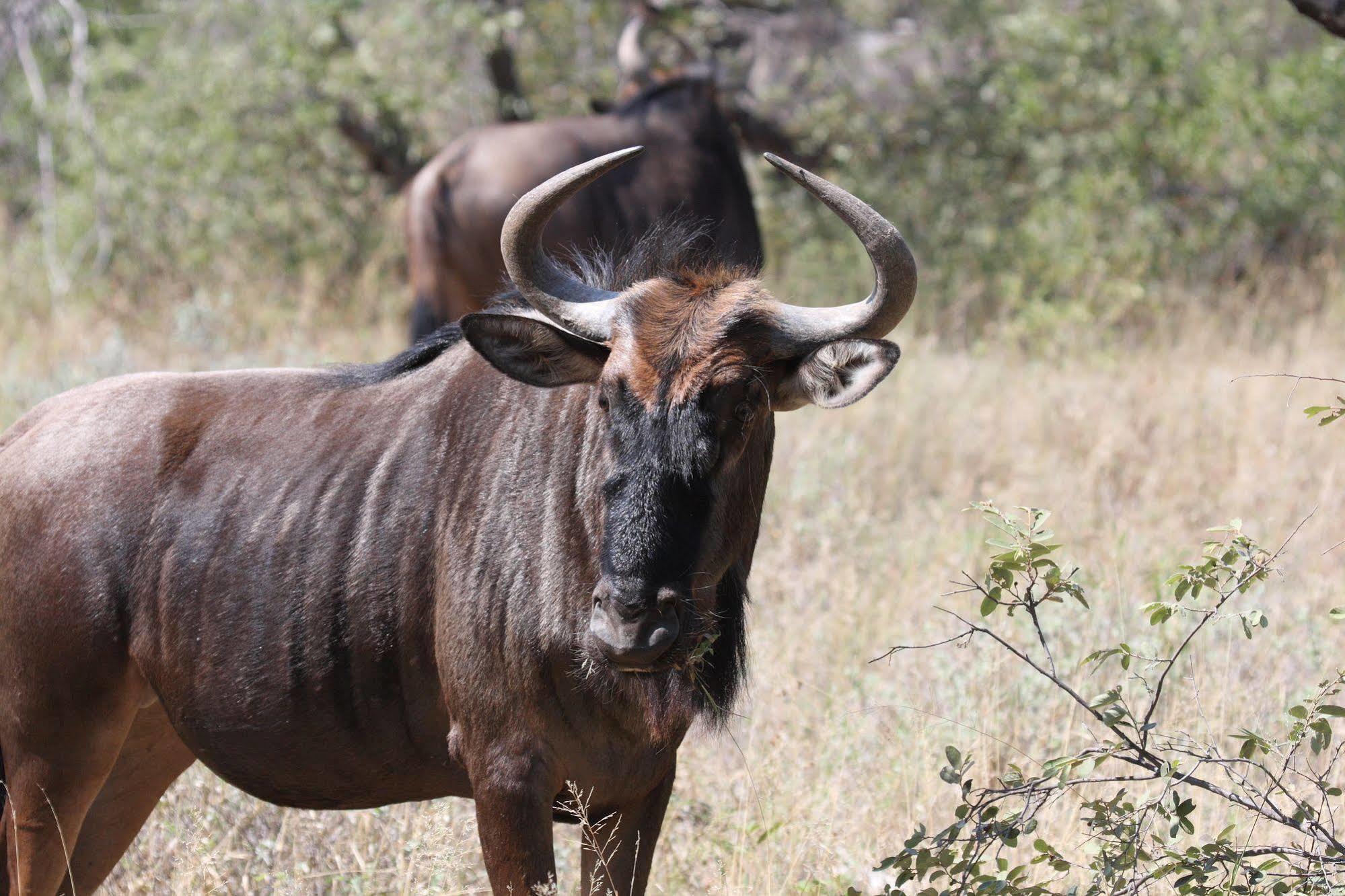Tshukudu Game Lodge - Ходспруит Екстериор снимка